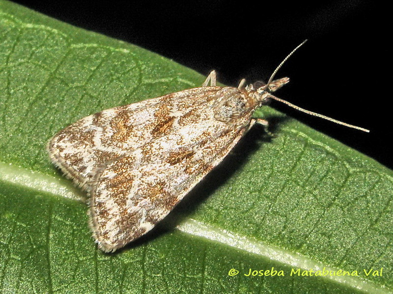 Scoparia pyralella - Crambidae